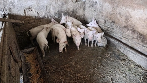 Purcei ,  Șoldani - imagine 4