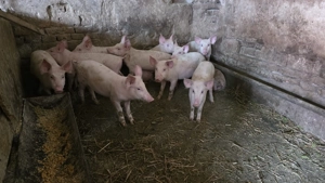 Purcei ,  Șoldani - imagine 3