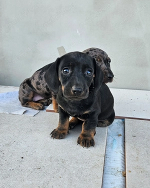 De vânzare cățeluşi dachshund (teckel) - 2 femele - imagine 2 De vânzare cățeluşi dachshund (teckel) - 2 femele - imagine 2