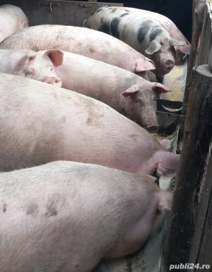Vand porci medie 130 -170 kg