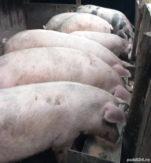 Vand porci medie 130 -170 kg - imagine 2 Vand porci medie 130 -170 kg - imagine 2