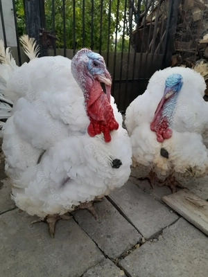 Curcani de carne de vanzare !!