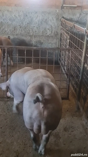 Material seminal Vier Duroc x  Pietrain belgian pur  (monta scroafa)