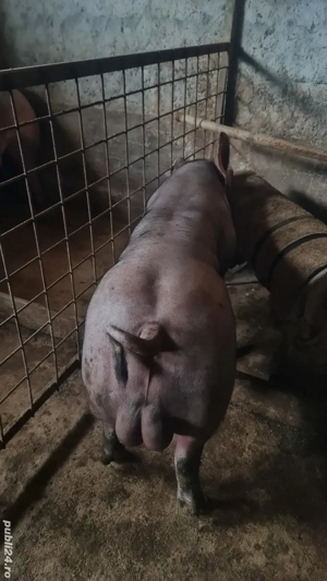 Material seminal Vier Duroc x  Pietrain belgian pur  (monta scroafa) - imagine 2