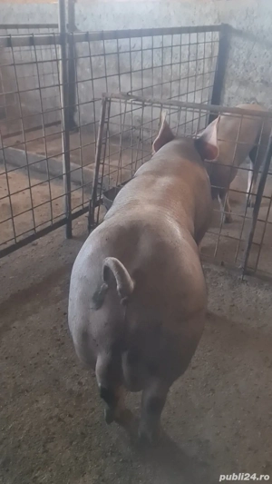 Material seminal Vier Duroc x  Pietrain belgian pur  (monta scroafa) - imagine 3