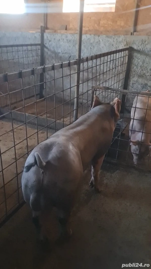 Material seminal Vier Duroc x  Pietrain belgian pur  (monta scroafa) - imagine 4