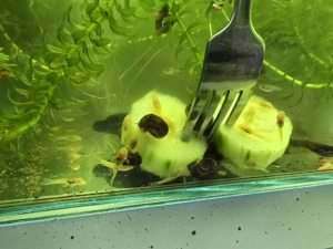 Pesti acvariu Guppy Xipho Ancistrus Zebre melci plante