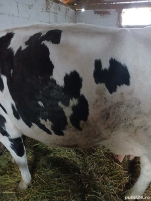 Vând vaci de lapte - imagine 4