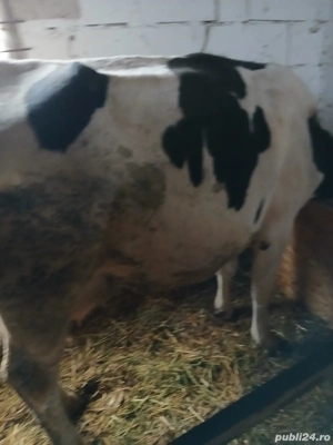 Vând vaci de lapte - imagine 2