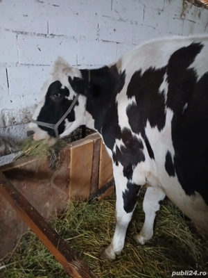 Vând vaci de lapte - imagine 3