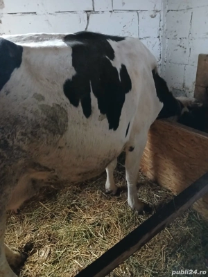 Vând vaci de lapte - imagine 5