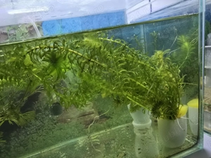 Pesti acvariu Guppy Xipho Ancistrus Zebre melci plante - imagine 5