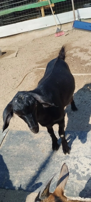 țap de vânzare tânăr  - imagine 4