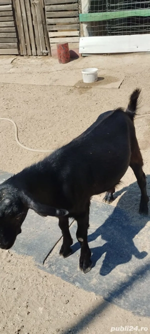 țap de vânzare tânăr  - imagine 2