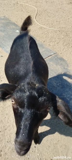 țap de vânzare tânăr  - imagine 3