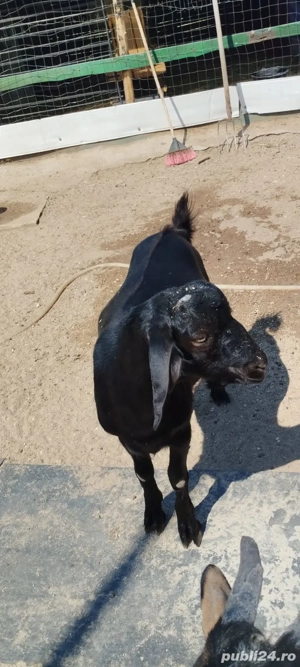 țap de vânzare tânăr  - imagine 5