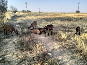 Schimb capre cu porci  - imagine 2