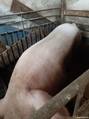 Scroafa MARELE ALB de prasila cu 2 fatări aproximativ 250kg - imagine 2