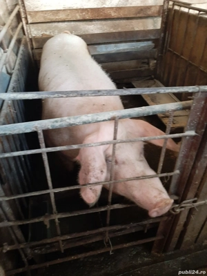 Scroafa MARELE ALB de prasila cu 2 fatări aproximativ 250kg