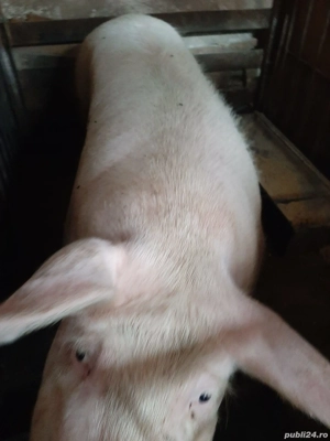 Scroafa MARELE ALB de prasila cu 2 fatări aproximativ 250kg - imagine 3