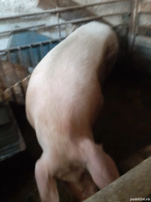 Scroafa MARELE ALB de prasila cu 2 fatări aproximativ 250kg - imagine 4