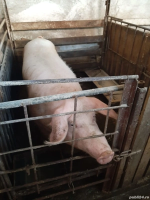 Scroafa MARELE ALB de prasila cu 2 fatări aproximativ 250kg - imagine 5