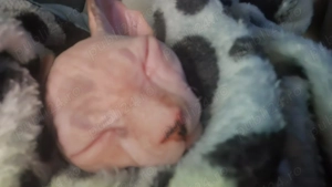 Pisicuta Sphinx - imagine 3