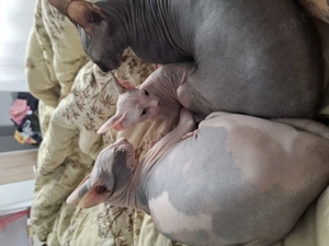 Pisicuta Sphinx - imagine 2