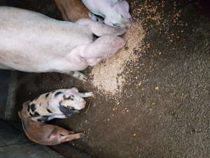 Purcei de vînzare  - imagine 2