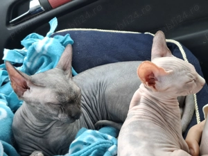 Pisicuta Sphinx - imagine 4