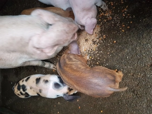 Purcei de vînzare  - imagine 4