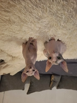 Pisicuta Sphinx - imagine 5