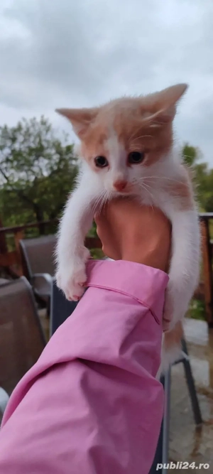 4 pisoi creme si portocaliu pentru adoptie - imagine 3