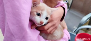 4 pisoi creme si portocaliu pentru adoptie - imagine 2