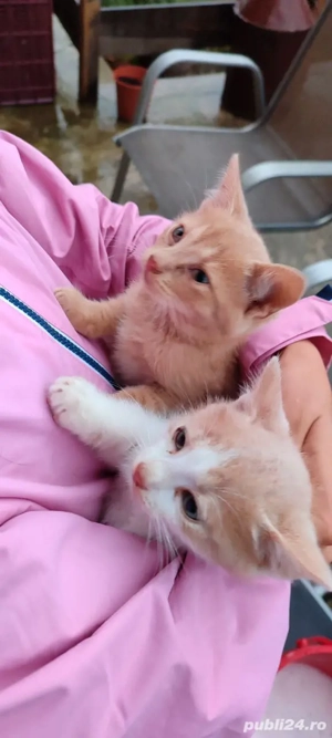 4 pisoi creme si portocaliu pentru adoptie