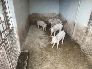 Vand purcei - imagine 2