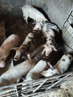 Porci de vanzare - imagine 3