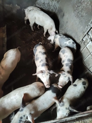 Porci de vanzare - imagine 2