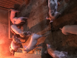 Purceluși de vanzare!