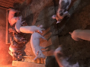 Purceluși de vanzare! - imagine 3