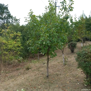 Teren de vânzare - imagine 6