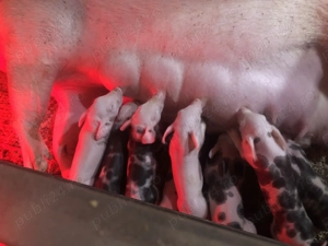 Purceluși de vanzare! - imagine 4