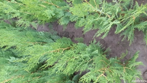 tuia biota  - imagine 5