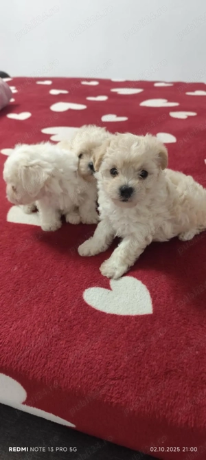  Bichon maltez 