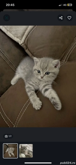 British Shorthair silver  - imagine 2