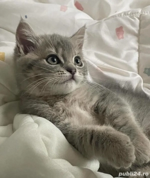 British Shorthair silver 