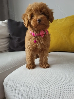 Poodle red miniatura - imagine 3