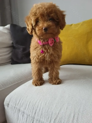 Poodle red miniatura - imagine 4