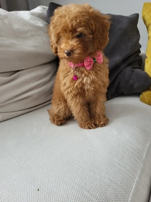 Poodle red miniatura - imagine 5