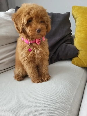 Poodle red miniatura - imagine 2